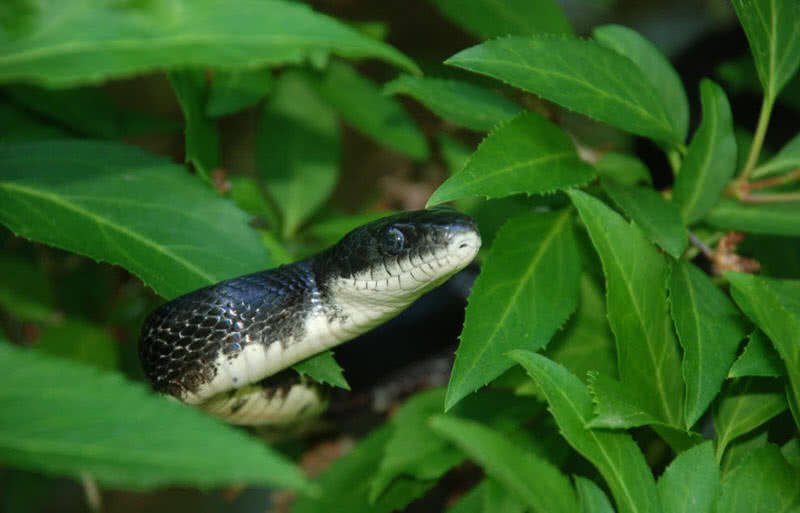 black rat snake