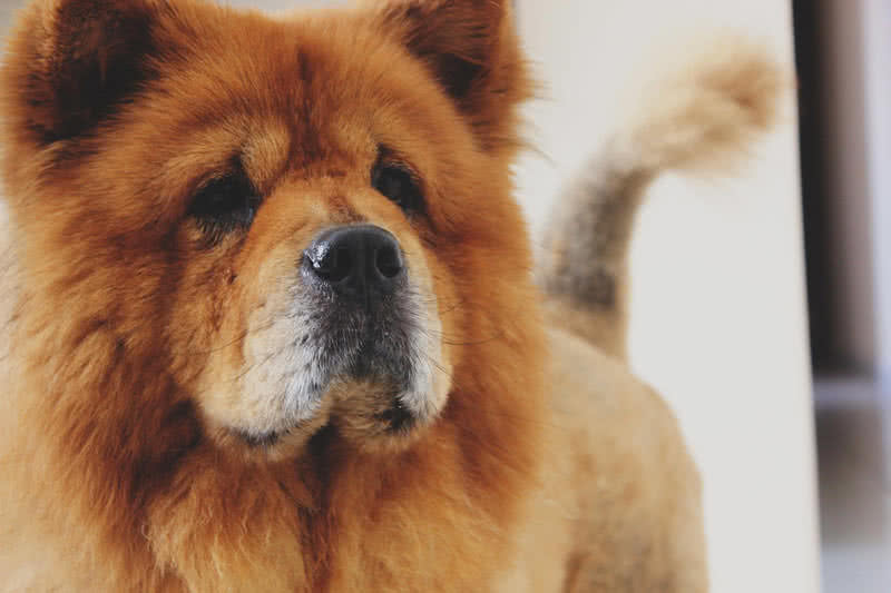 chow chow breed