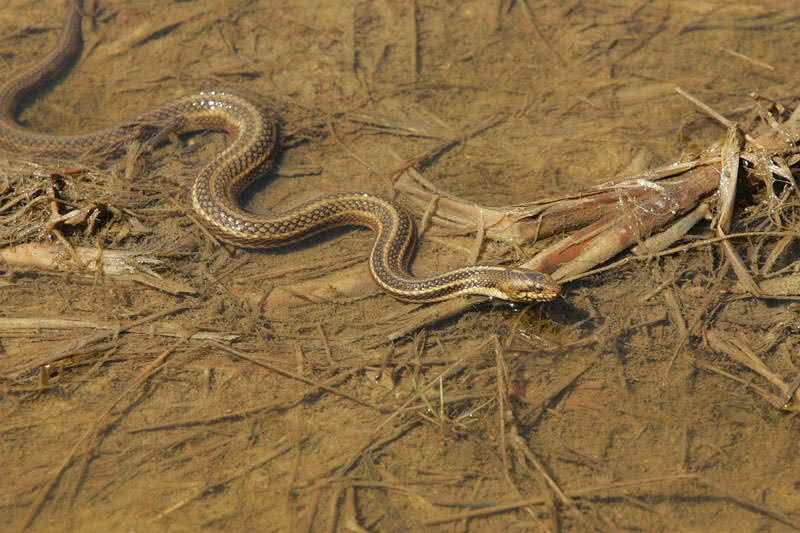 eastern garter snake