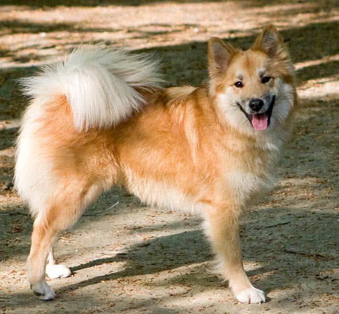 icelandic sheep dog