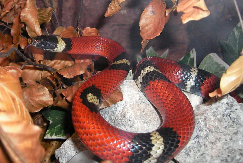 milk snake