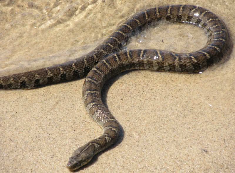 northern water snake